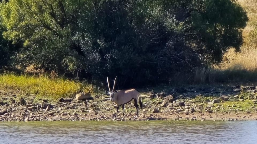 5 Bedroom Property for Sale in Edenburg Rural Free State